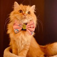 Plowy the Cat - Mumbai, India Instagram influencer profile picture