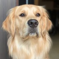 Photo of Muskan Dhama (LEO Golden Retriever) 